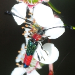 Telocera wollastoni (A longhorn beetle) at Uriarra Village, ACT - 12 Nov 2018 by Harrisi