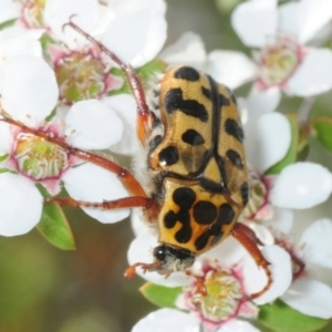 Neorrhina punctata at Cotter Reserve - 12 Nov 2018