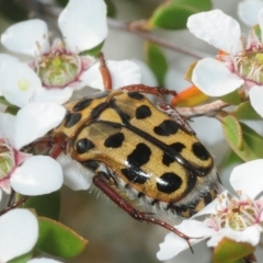 Neorrhina punctata at Cotter Reserve - 12 Nov 2018