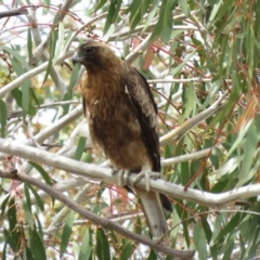 Hieraaetus morphnoides (Little Eagle) at Urambi Hills - 13 Nov 2018 by KumikoCallaway