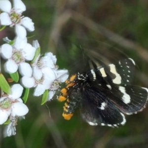 Phalaenoides tristifica at Paddys River, ACT - 12 Nov 2018