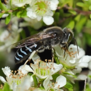 Bembix sp. (genus) at Acton, ACT - 12 Nov 2018 12:15 PM