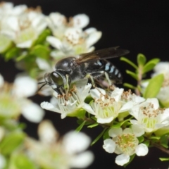 Bembix sp. (genus) at Acton, ACT - 12 Nov 2018