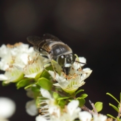 Bembix sp. (genus) at Acton, ACT - 12 Nov 2018 12:15 PM