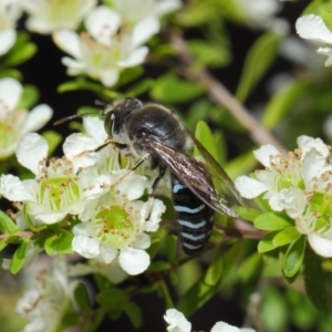 Bembix sp. (genus) at Acton, ACT - 12 Nov 2018 12:15 PM