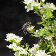 Bembix sp. (genus) at Acton, ACT - 12 Nov 2018