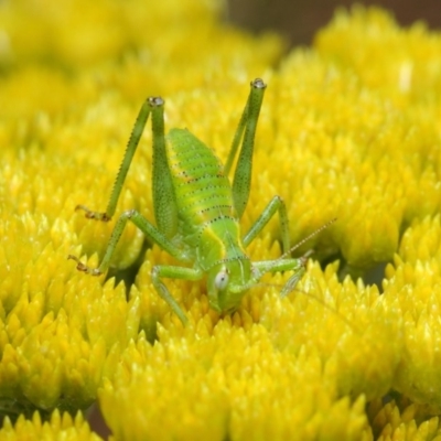 Caedicia sp. (genus) (Katydid) at ANBG - 10 Nov 2018 by TimL