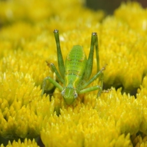 Caedicia sp. (genus) at Acton, ACT - 10 Nov 2018