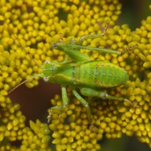 Caedicia sp. (genus) at Acton, ACT - 10 Nov 2018