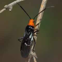 Miridae (family) (Unidentified plant bug) at Acton, ACT - 10 Nov 2018 by TimL