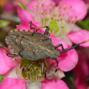 Pentatomoidea (superfamily) at Acton, ACT - 10 Nov 2018