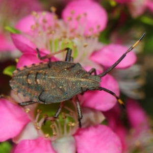 Pentatomoidea (superfamily) at Acton, ACT - 10 Nov 2018 02:30 PM