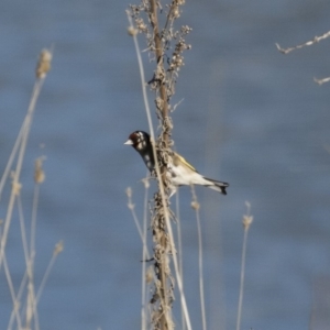 Carduelis carduelis at Michelago, NSW - 1 Jul 2018