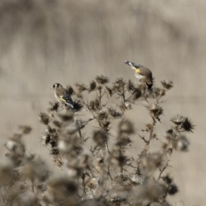 Carduelis carduelis at Michelago, NSW - 1 Jul 2018