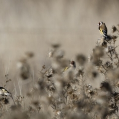 Carduelis carduelis at Michelago, NSW - 1 Jul 2018 11:45 AM