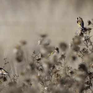 Carduelis carduelis at Michelago, NSW - 1 Jul 2018