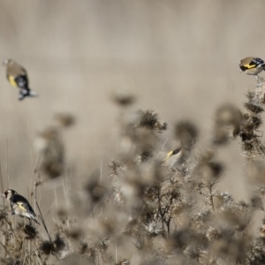 Carduelis carduelis at Michelago, NSW - 1 Jul 2018 11:45 AM