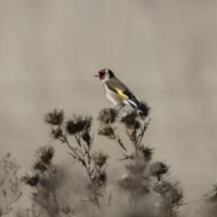 Carduelis carduelis at Michelago, NSW - 1 Jul 2018 11:45 AM