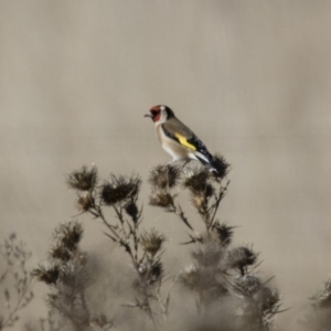 Carduelis carduelis at Michelago, NSW - 1 Jul 2018