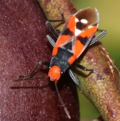 Melanerythrus mactans (A seed bug) at Ainslie, ACT - 8 Nov 2018 by jbromilow50