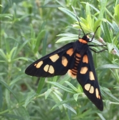 Amata nigriceps (A Handmaiden moth) at Tathra, NSW - 12 Nov 2018 by Steve Mills