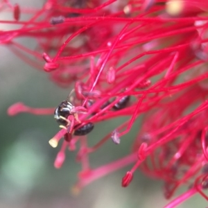 Hylaeus (Prosopisteron) chlorosoma at Red Hill, ACT - 13 Nov 2018 12:15 PM