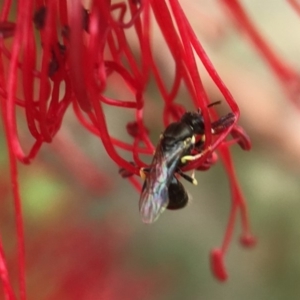 Hylaeus (Prosopisteron) chlorosoma at Red Hill, ACT - 13 Nov 2018