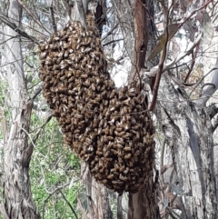 Apis mellifera (European honey bee) at Red Hill, ACT - 27 Oct 2018 by Lil