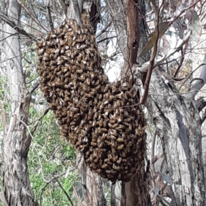 Apis mellifera at Red Hill, ACT - 27 Oct 2018