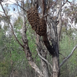 Apis mellifera at Red Hill, ACT - 27 Oct 2018 04:16 PM