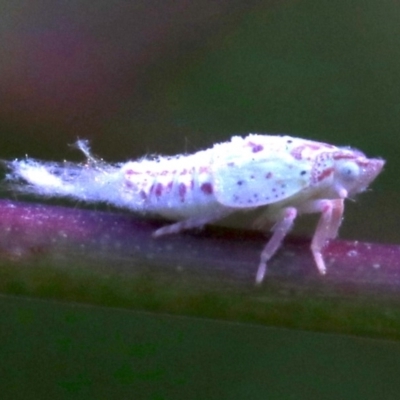 Siphanta acuta (Green planthopper, Torpedo bug) at Ainslie, ACT - 22 Oct 2018 by jb2602