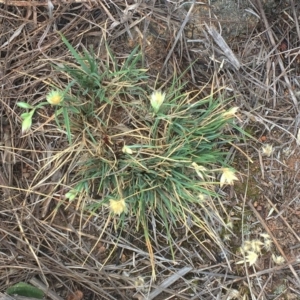 Rytidosperma carphoides at Garran, ACT - 14 Nov 2018