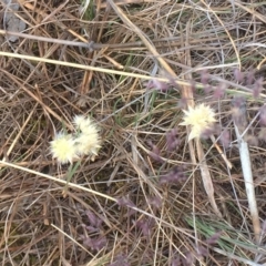 Rytidosperma carphoides at Garran, ACT - 14 Nov 2018