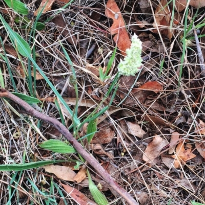 Dactylis glomerata (Cocksfoot) at Garran, ACT - 14 Nov 2018 by ruthkerruish