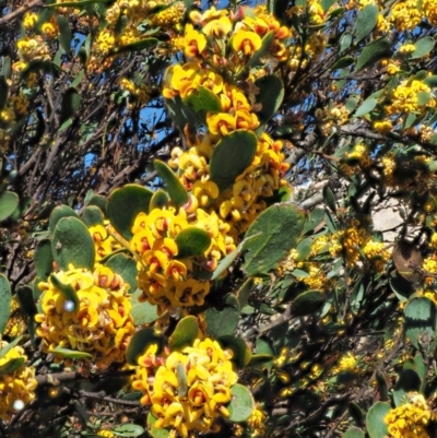 Daviesia mimosoides subsp. acris (Blunt-Leaf Bitter-Pea) at Uriarra, NSW - 8 Nov 2018 by KenT