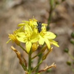 Eleale simplex (Clerid beetle) at Sth Tablelands Ecosystem Park - 12 Nov 2018 by AndyRussell