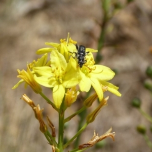 Eleale simplex at Molonglo Valley, ACT - 13 Nov 2018 10:24 AM