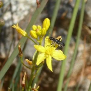 Eleale simplex at Molonglo Valley, ACT - 13 Nov 2018 10:24 AM