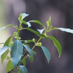 Hedycarya angustifolia (Austral Mulberry) at Cotter River, ACT - 31 Oct 2018 by KenT