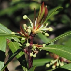 Tasmannia lanceolata (Mountain Pepper) at Uriarra, NSW - 8 Nov 2018 by KenT