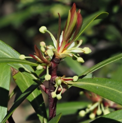 Tasmannia lanceolata (Mountain Pepper) at Uriarra, NSW - 8 Nov 2018 by KenT