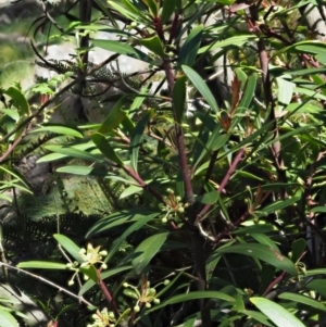 Tasmannia lanceolata at Uriarra, NSW - 8 Nov 2018 09:00 AM