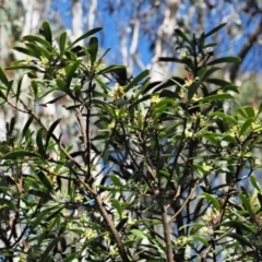 Tasmannia lanceolata at Uriarra, NSW - 8 Nov 2018 09:00 AM