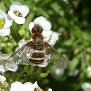 Villa sp. (genus) at Molonglo Valley, ACT - 11 Nov 2018