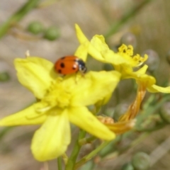 Hippodamia variegata (Spotted Amber Ladybird) at Sth Tablelands Ecosystem Park - 12 Nov 2018 by AndyRussell