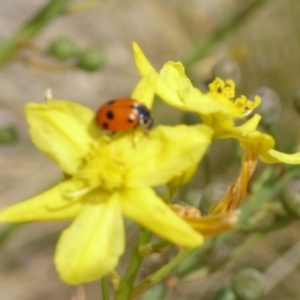 Hippodamia variegata at Molonglo Valley, ACT - 13 Nov 2018 10:19 AM