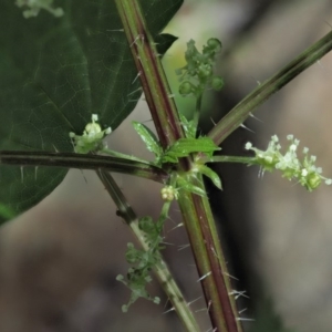 Urtica incisa at Cotter River, ACT - 8 Nov 2018 12:05 PM