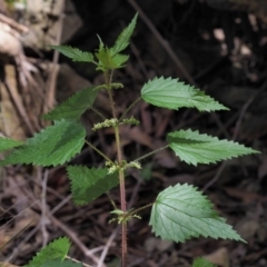 Urtica incisa at Cotter River, ACT - 8 Nov 2018 12:05 PM