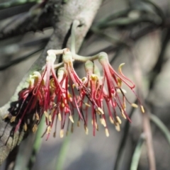 Amyema cambagei (Sheoak Mistletoe) at Woodstock Nature Reserve - 9 Nov 2018 by KenT