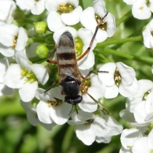 Pipinnipons fascipennis at Molonglo Valley, ACT - 11 Nov 2018